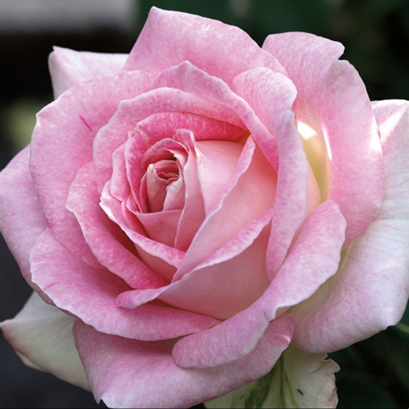 Meet your Posher, Rose - Picture 1 of 1